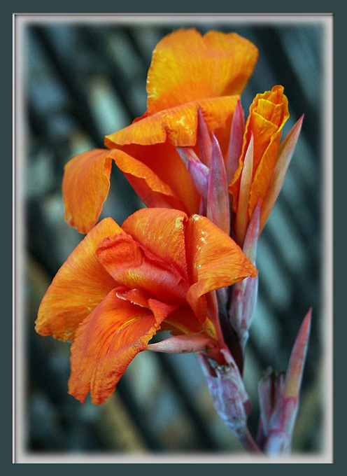 August Flower