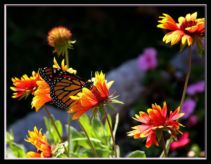 Summer Butterfly