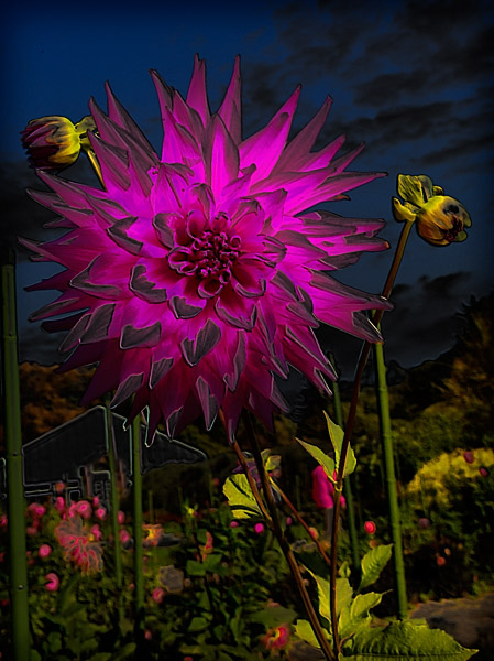 <b>12th Place (tie)</b><br>Dahlia<br>by Lonnit Rysher