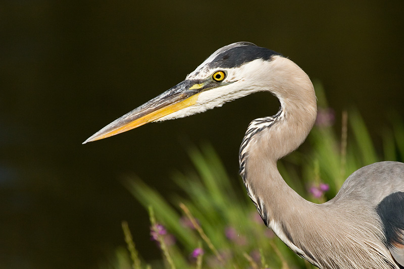 Obligatory GBH *