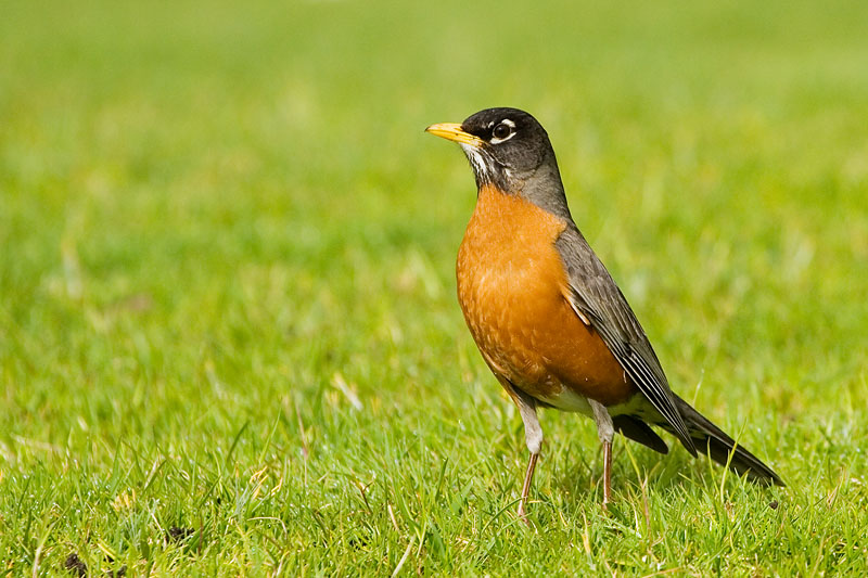 Harbinger of Spring *