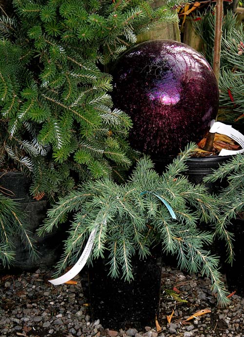 Strange Purple Plant *