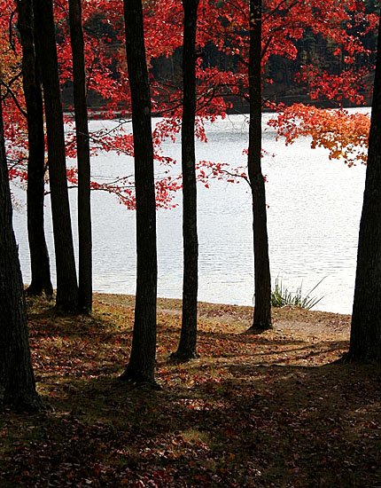 October Trees