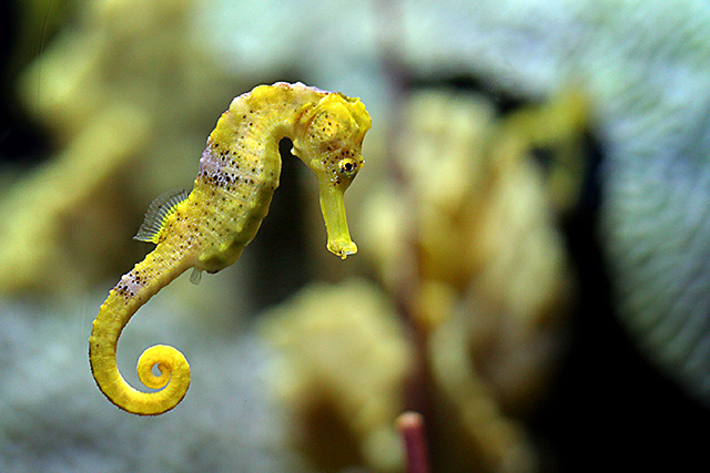 seahorse