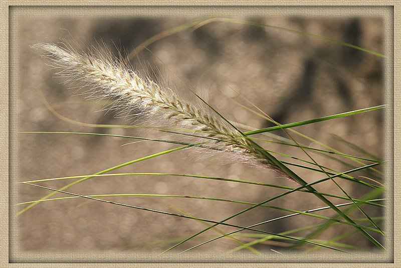 <b>8th Place</b><br>Tall Grass<br>by JudiB