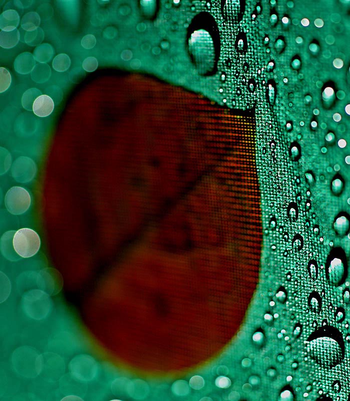 Leaf