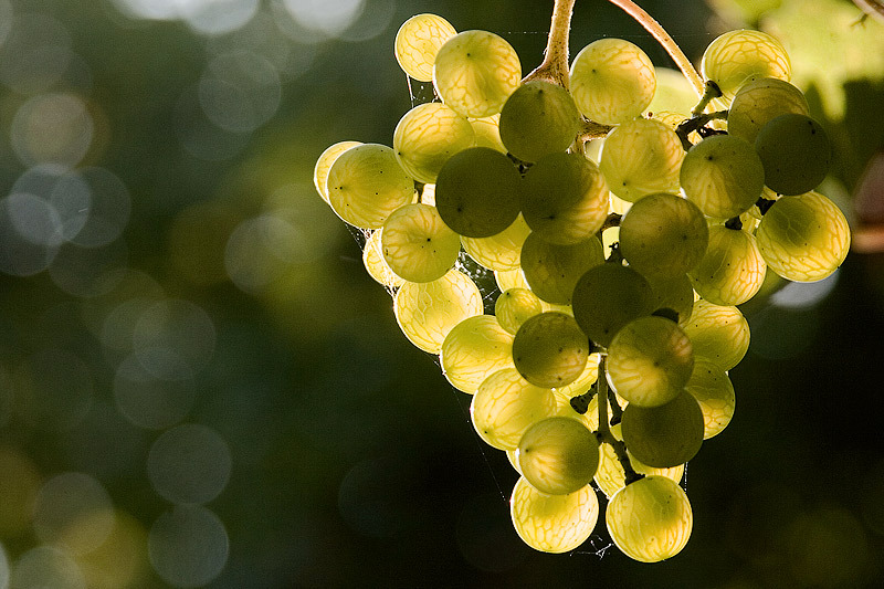 <b>2nd Place</b><br>Autumn Sun<br>by GeraldH