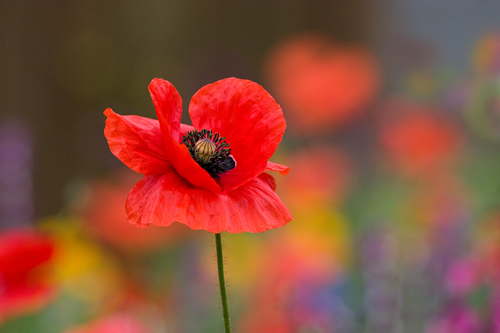 <b>4th Place</b><br>red poppy<br>by Michael Puff