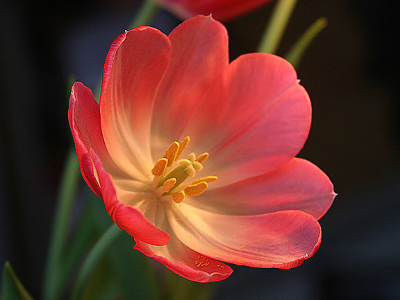 Beauty From Within *