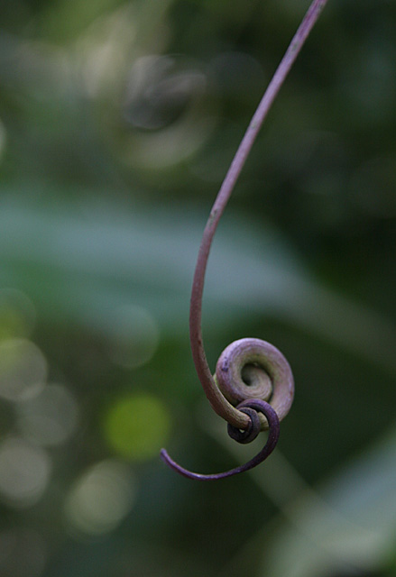 <b>6th Place</b><br>Intertwined<br>by Pops