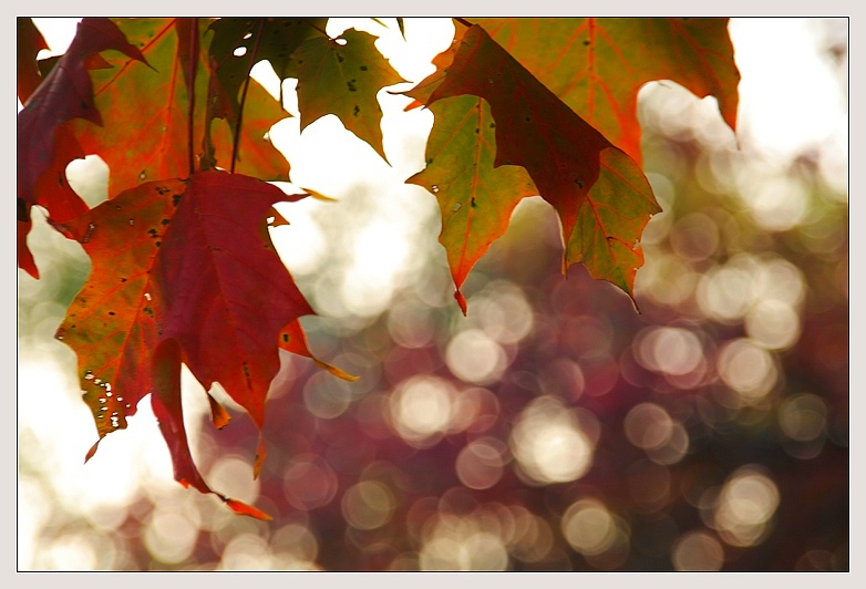 <b>9th Place</b><br>After The Green Leaves<br>by kt