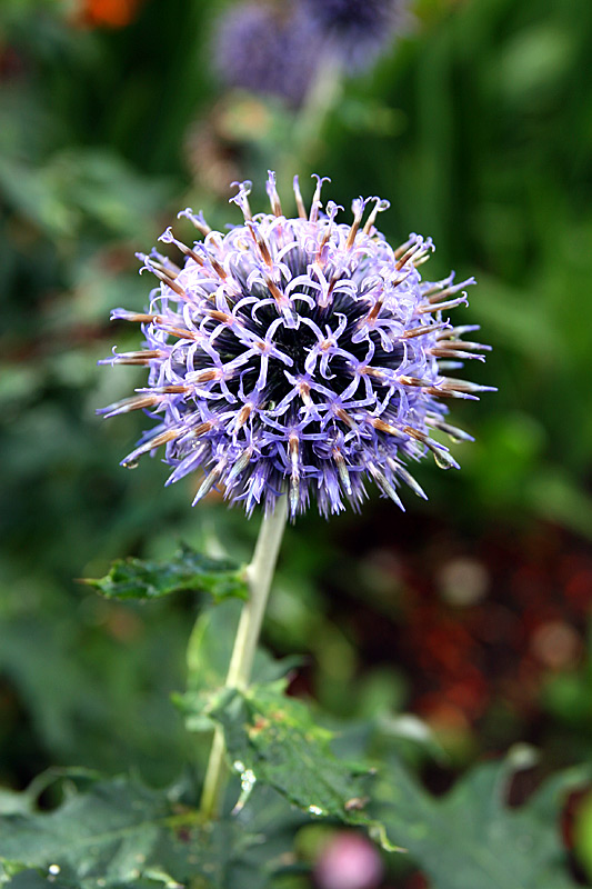 Cawdor  Castle Gardens