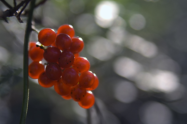 red berries