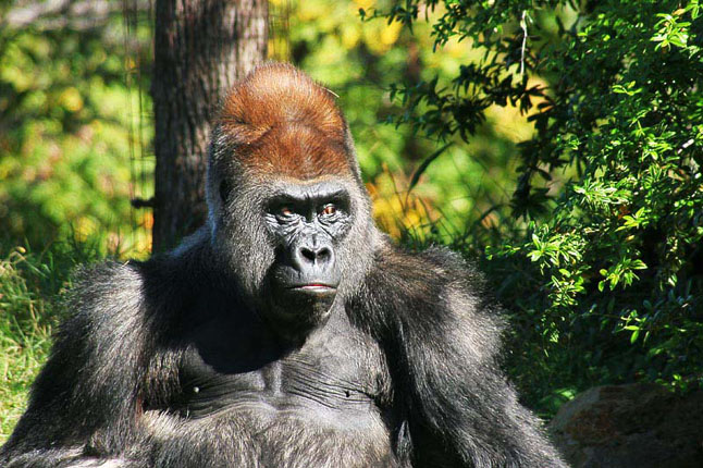 Grouchy Gorilla