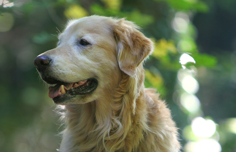 * Golden Sunlight