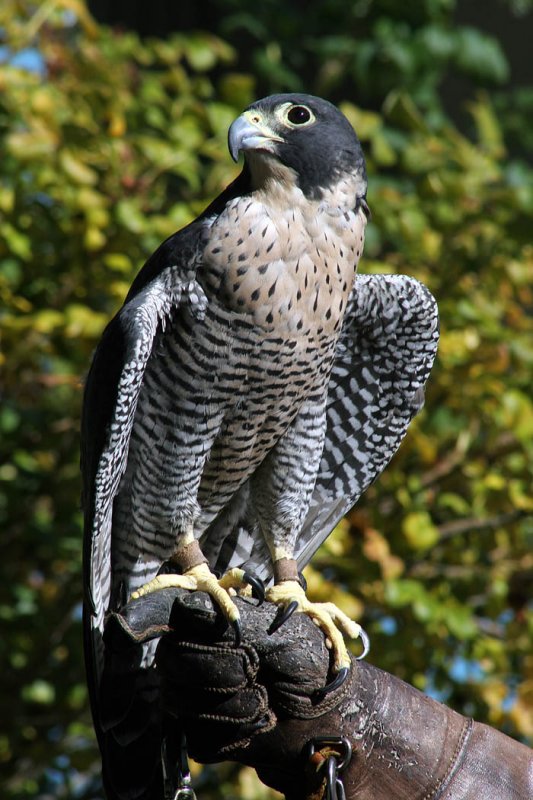 Falcon