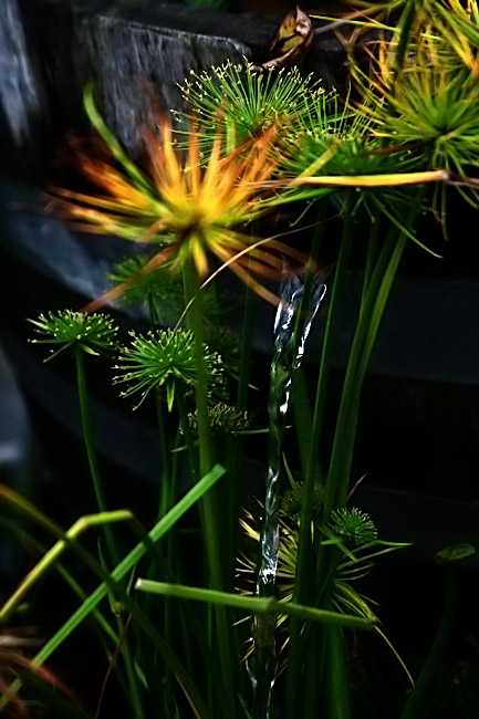 Water Garden 2