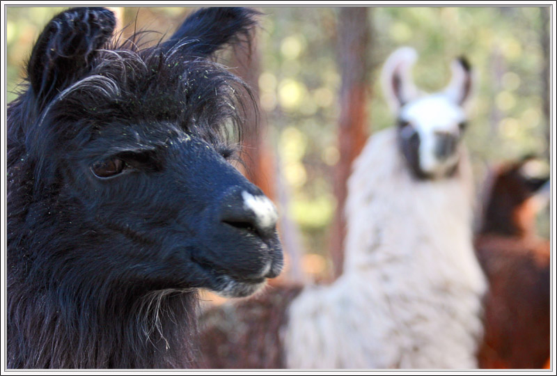 Llama Lladies Llooking