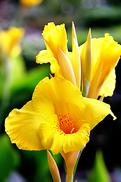 Yellow Glory