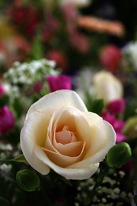 A Flower for Sadie