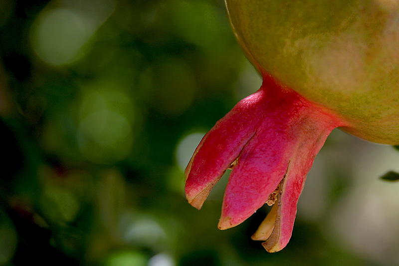Pomegranate *