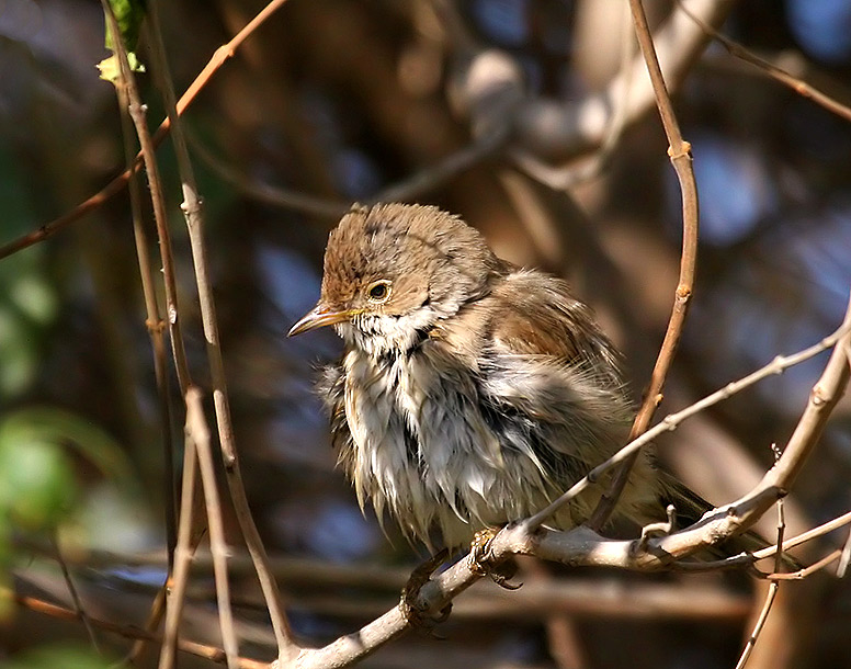 Sparrow