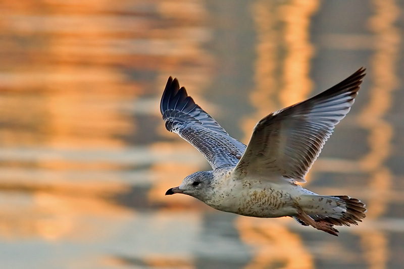 <b>7th Place</b><br>Gull over the St. Johns River<br>by Bruce Jones