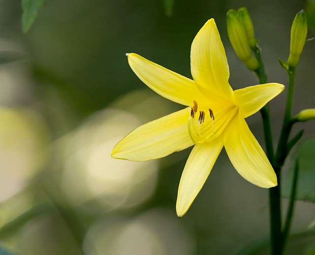 Daylily