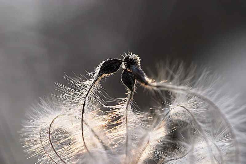 <b>7th Place</b><br>Clematis<br>by Bart van Geffen