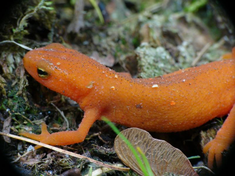 Red Eft