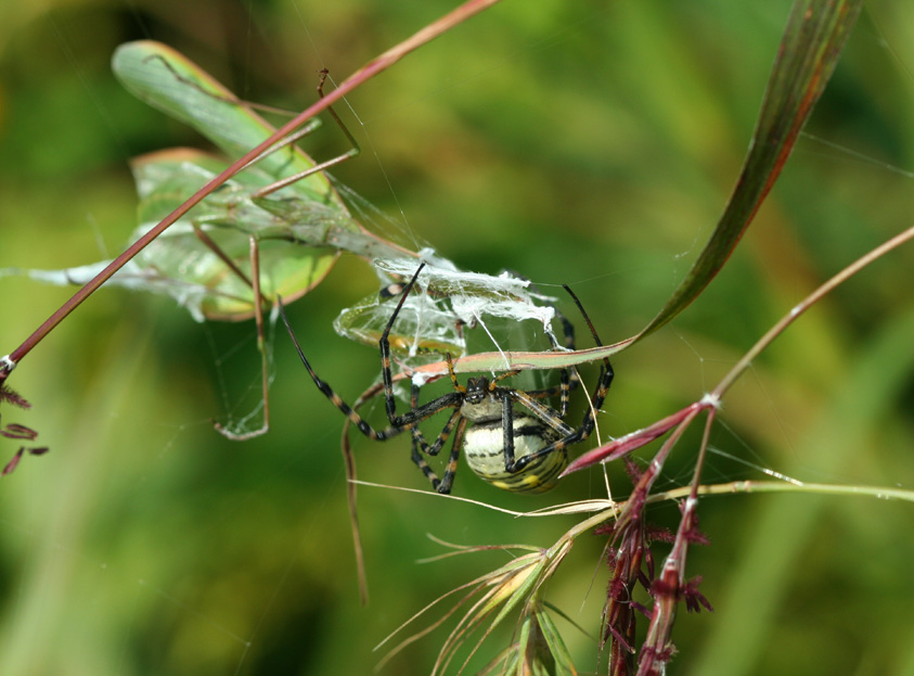 Banded Argiope Capturing a Praying Mantis 4