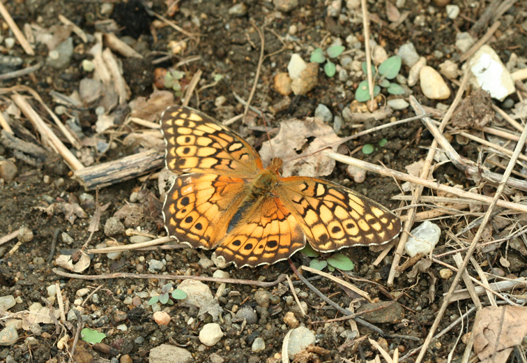Variegated Fritillary
