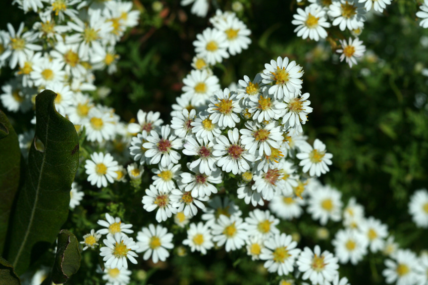 Frost Aster (?)