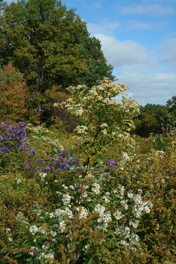 Field of Asters