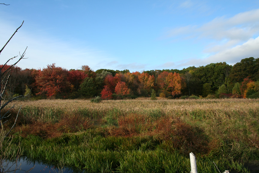 October Foliage