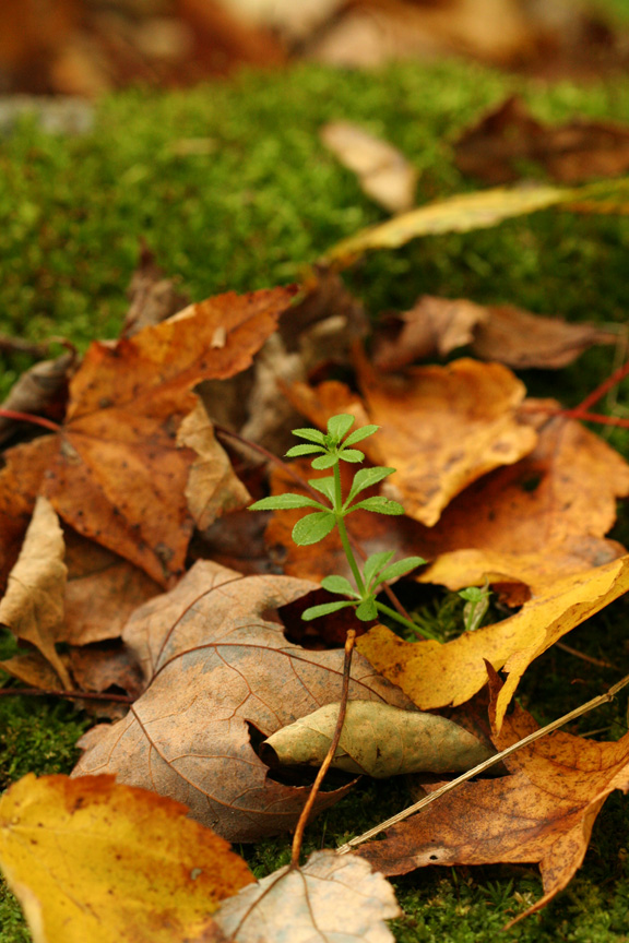 Sprout