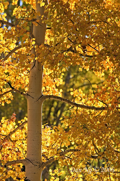 Aspen Trunk and Leaves