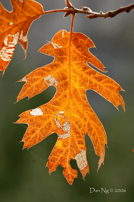 Decaying Oak Leaf