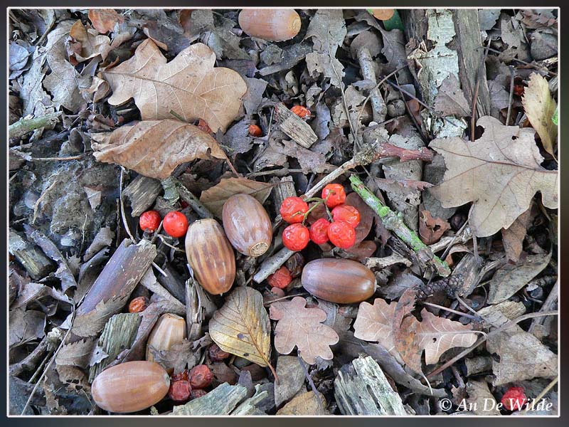 herfstverzameling