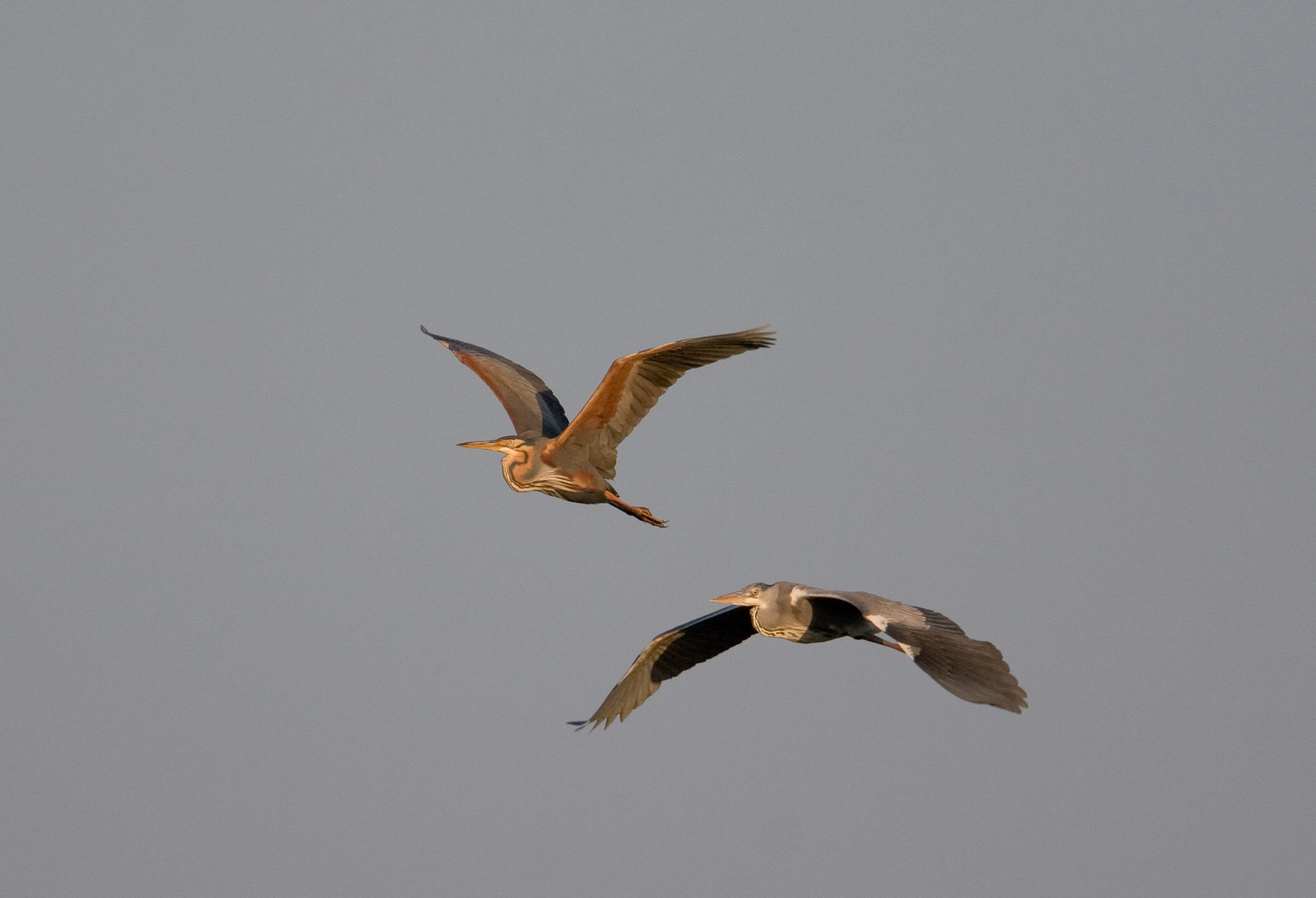reigers auken.jpg