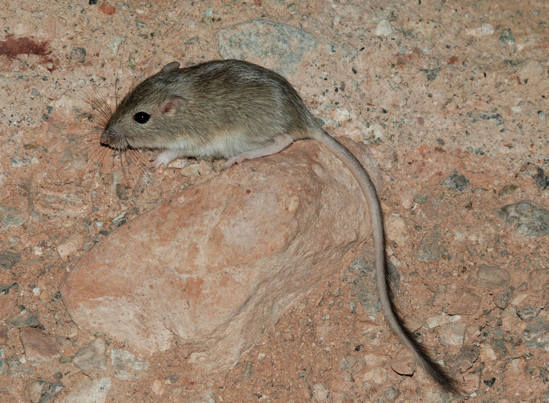 Desert Pocket Mouse