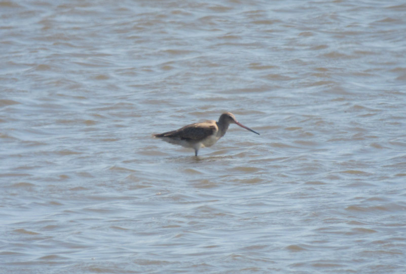 Hudsonian Godwit