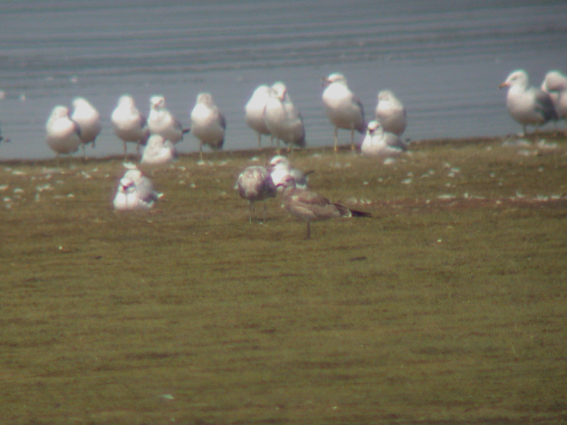 Laughing Gull