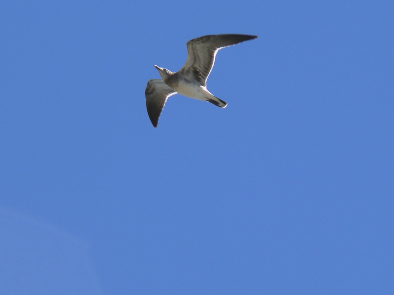 Laughing Gull
