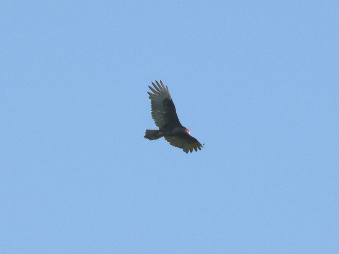 Turkey Vulture