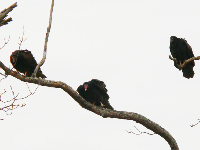 Turkey Vulture
