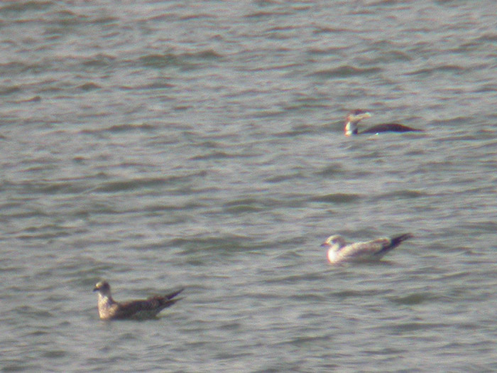 Lesser Black-backed Gull