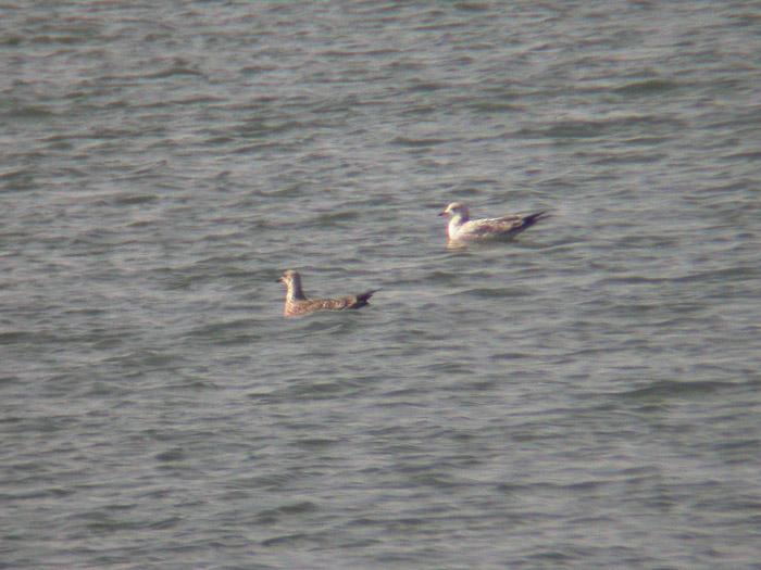 Lesser Black-backed Gull