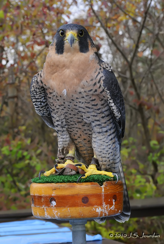 PeregrineFalcon7352b.jpg
