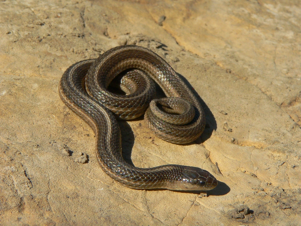 Lined Snake - <i>Tropidoclonion lineatum</i>